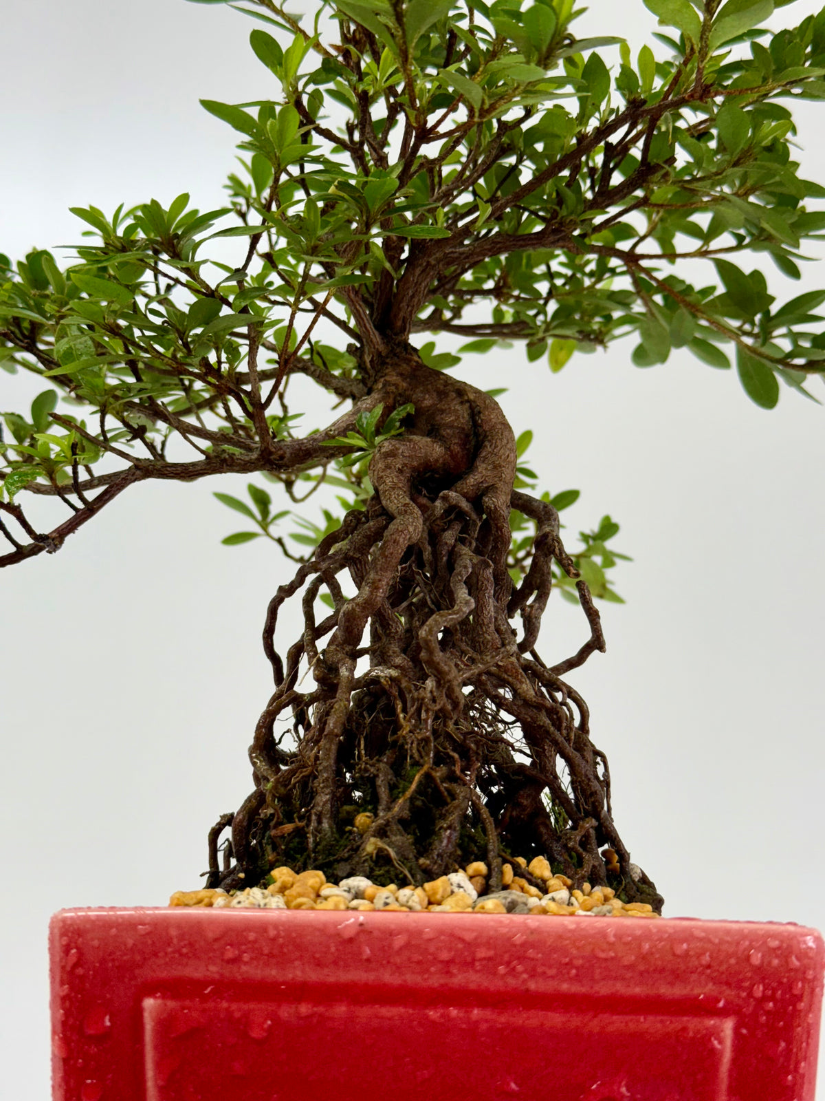 Exposed Root Azalea Bonsai | Flowering Satsuki Azalea – 37 cm