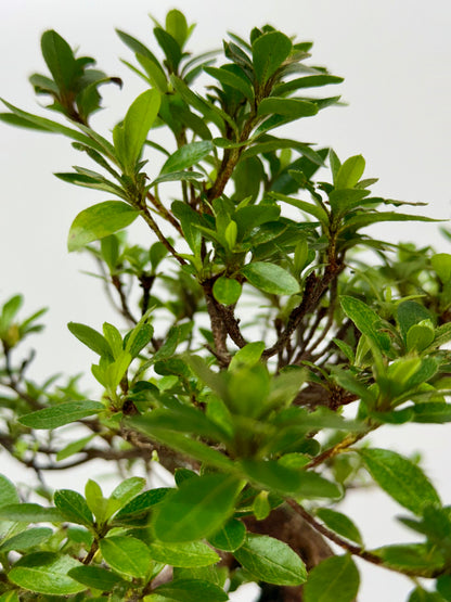 Exposed Root Azalea Bonsai | Flowering Satsuki Azalea – 37 cm