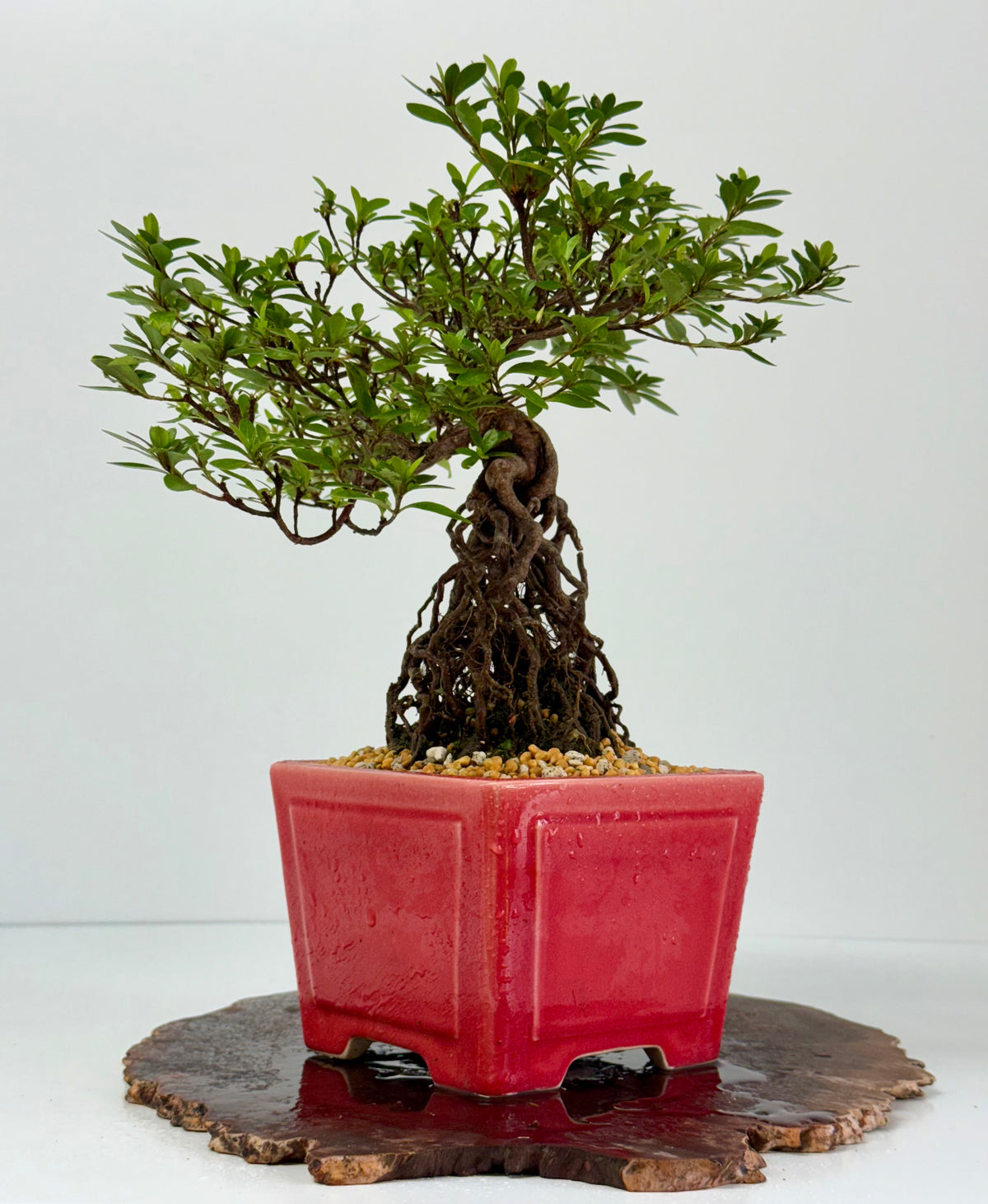 Exposed Root Azalea Bonsai | Flowering Satsuki Azalea – 37 cm