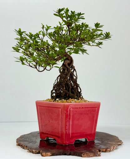 Exposed Root Azalea Bonsai | Flowering Satsuki Azalea – 37 cm
