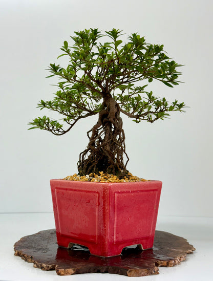 Exposed Root Azalea Bonsai | Flowering Satsuki Azalea – 37 cm