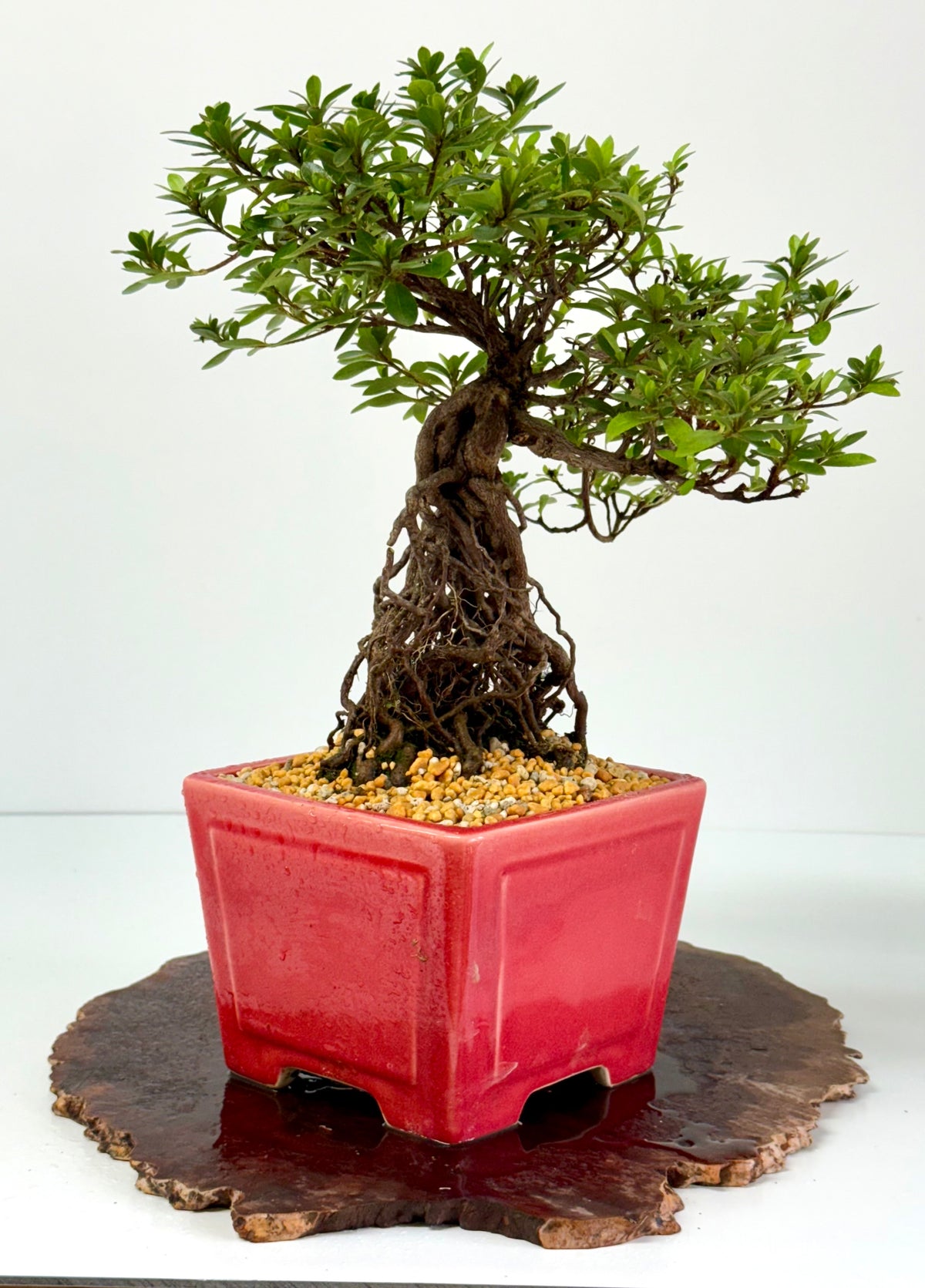 Exposed Root Azalea Bonsai | Flowering Satsuki Azalea – 37 cm