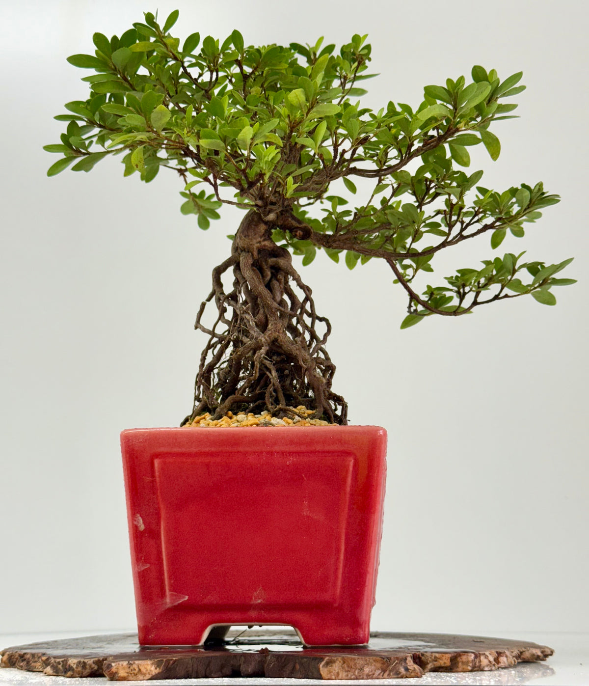 Exposed Root Azalea Bonsai | Flowering Satsuki Azalea – 37 cm