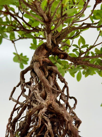 Exposed Root Azalea Bonsai | Flowering Satsuki Azalea – 37 cm