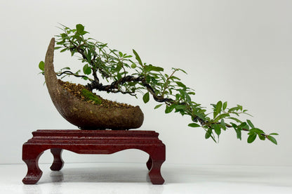 Pyracantha Bonsai Tree – Firethorn Bonsai in Crescent Pot 30 cm