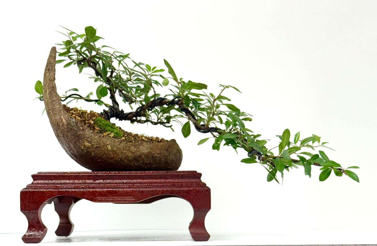 Pyracantha Bonsai Tree – Firethorn Bonsai in Crescent Pot 30 cm
