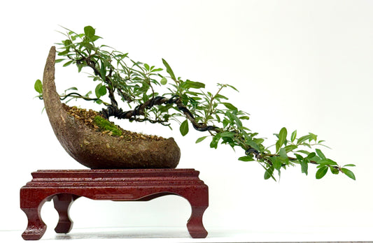Pyracantha Bonsai Tree – Firethorn Bonsai in Crescent Pot 30 cm