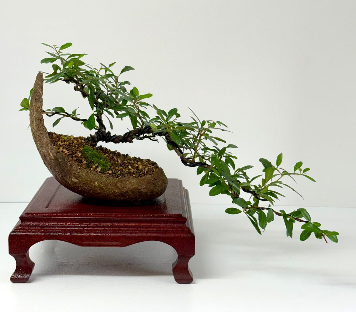 Pyracantha Bonsai Tree – Firethorn Bonsai in Crescent Pot 30 cm