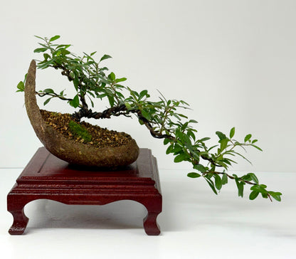 Pyracantha Bonsai Tree – Firethorn Bonsai in Crescent Pot 30 cm
