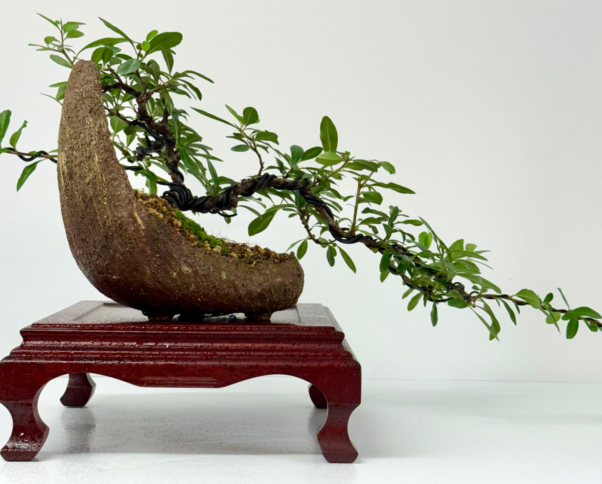 Pyracantha Bonsai Tree – Firethorn Bonsai in Crescent Pot 30 cm