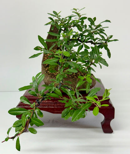 Pyracantha Bonsai Tree – Firethorn Bonsai in Crescent Pot 30 cm