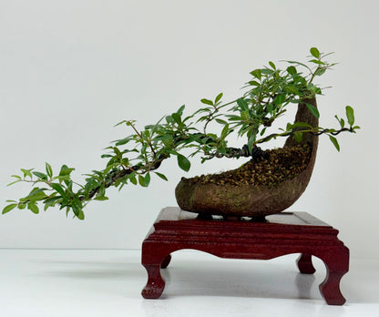 Pyracantha Bonsai Tree – Firethorn Bonsai in Crescent Pot 30 cm