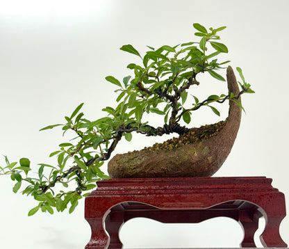 Pyracantha Bonsai Tree – Firethorn Bonsai in Crescent Pot 30 cm