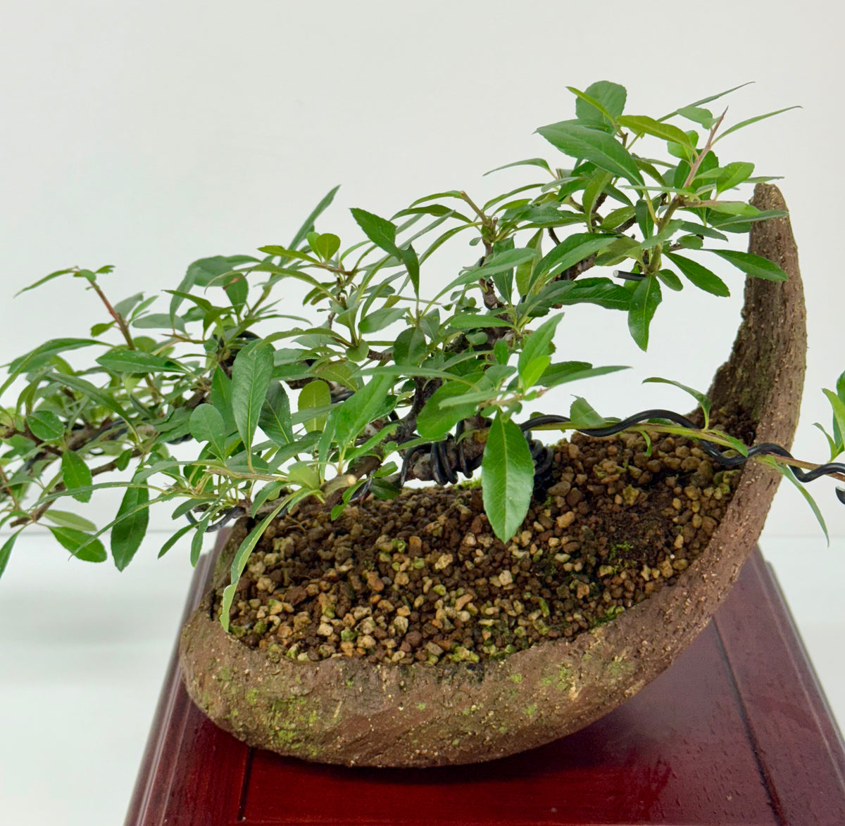Pyracantha Bonsai Tree – Firethorn Bonsai in Crescent Pot 30 cm
