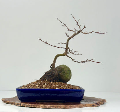 Kyno Ito Japanese Maple Bonsai – Root Over Rock