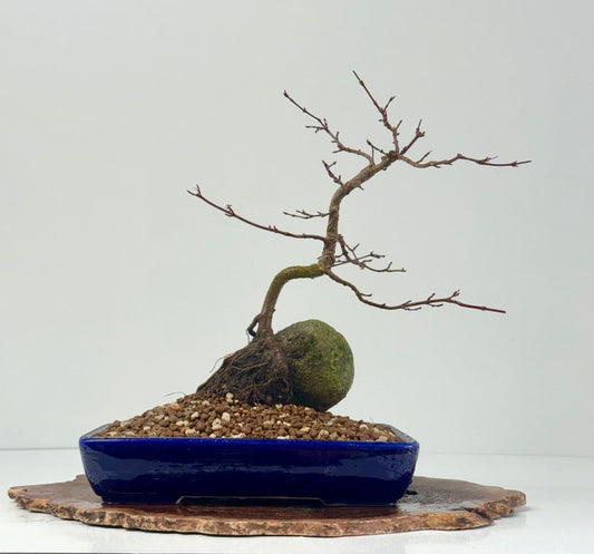 Kyno Ito Japanese Maple Bonsai – Root Over Rock