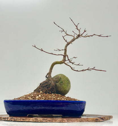 Kyno Ito Japanese Maple Bonsai – Root Over Rock