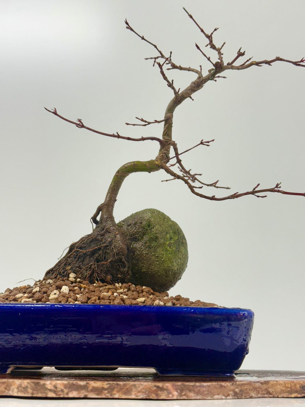 Kyno Ito Japanese Maple Bonsai – Root Over Rock