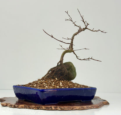Kyno Ito Japanese Maple Bonsai – Root Over Rock