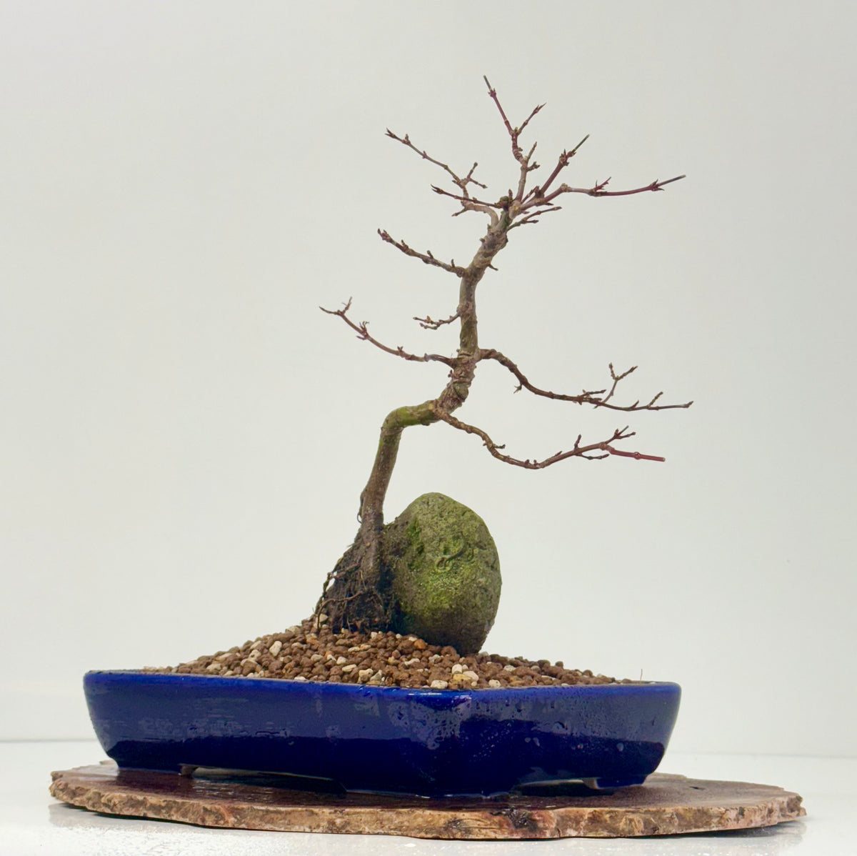 Kyno Ito Japanese Maple Bonsai – Root Over Rock