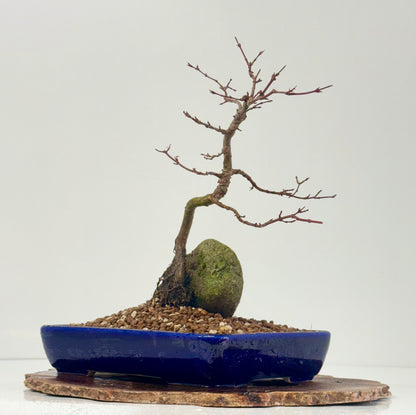 Kyno Ito Japanese Maple Bonsai – Root Over Rock