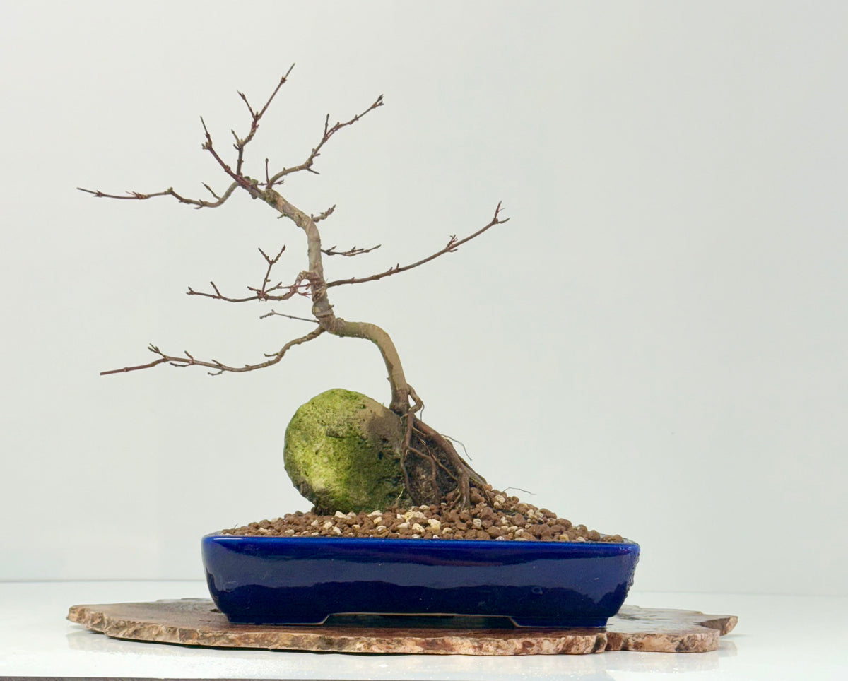 Kyno Ito Japanese Maple Bonsai – Root Over Rock