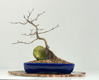 Kyno Ito Japanese Maple Bonsai – Root Over Rock