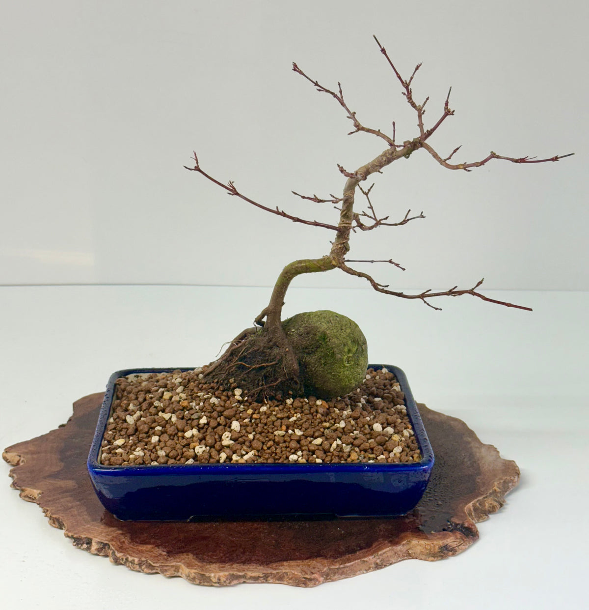 Kyno Ito Japanese Maple Bonsai – Root Over Rock