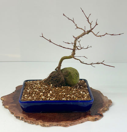 Kyno Ito Japanese Maple Bonsai – Root Over Rock