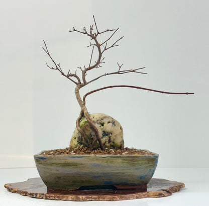 Kyno Ito Japanese Maple Bonsai – Root Over Rock