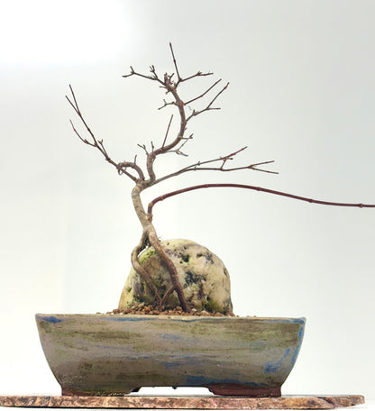 Kyno Ito Japanese Maple Bonsai – Root Over Rock