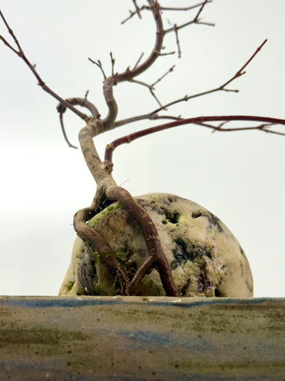 Kyno Ito Japanese Maple Bonsai – Root Over Rock