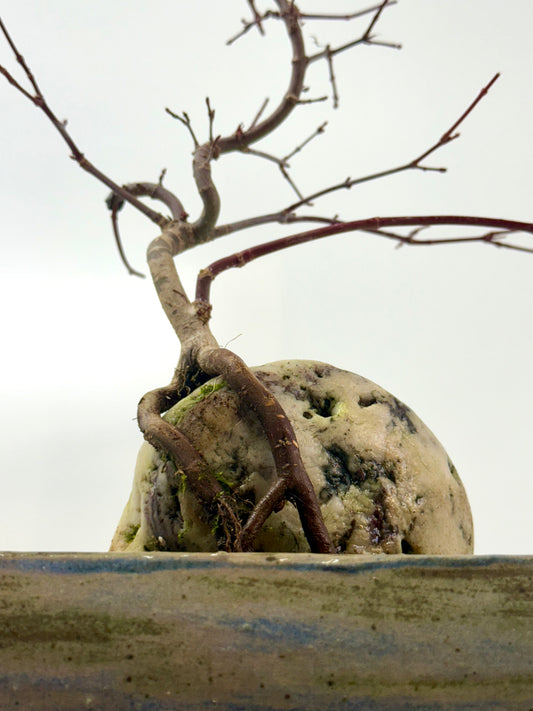 Kyno Ito Japanese Maple Bonsai – Root Over Rock