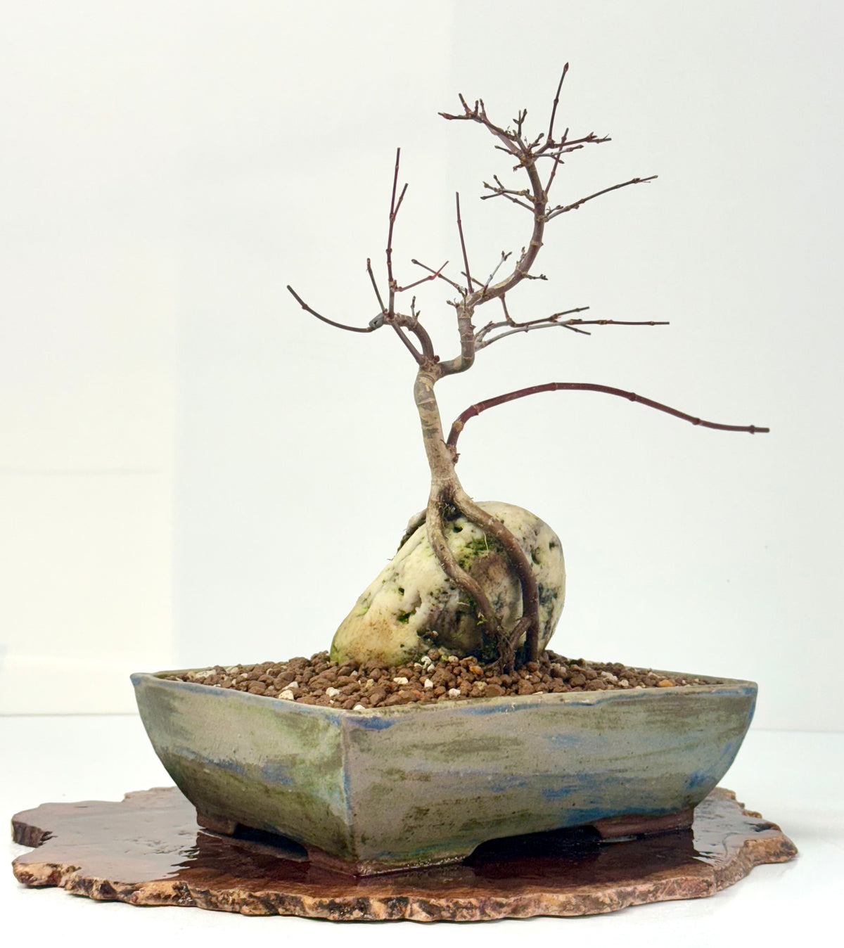 Kyno Ito Japanese Maple Bonsai – Root Over Rock