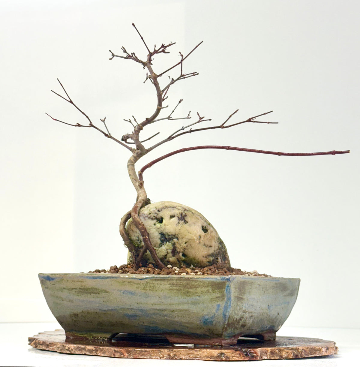 Kyno Ito Japanese Maple Bonsai – Root Over Rock
