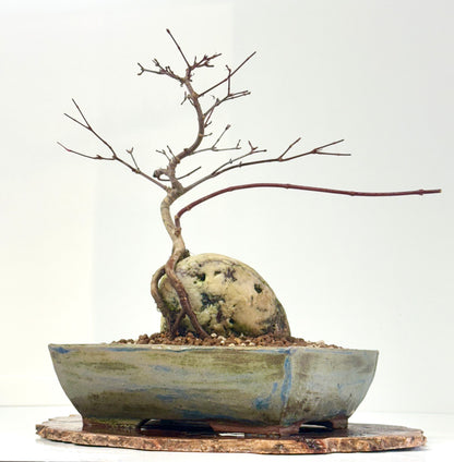 Kyno Ito Japanese Maple Bonsai – Root Over Rock