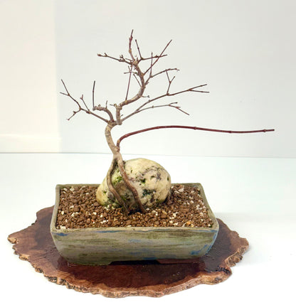 Kyno Ito Japanese Maple Bonsai – Root Over Rock
