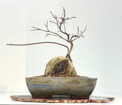 Kyno Ito Japanese Maple Bonsai – Root Over Rock