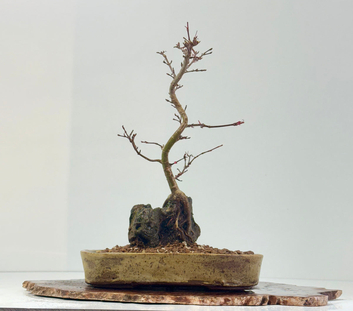 Kyno Ito Japanese Maple Bonsai – Root Over Rock (Copy)