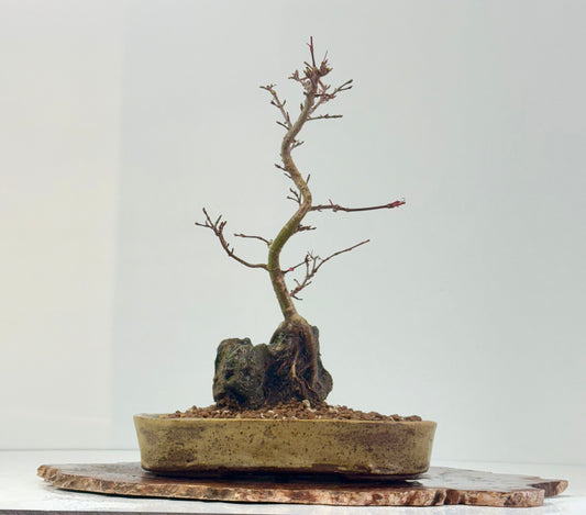 Kyno Ito Japanese Maple Bonsai – Root Over Rock (Copy)