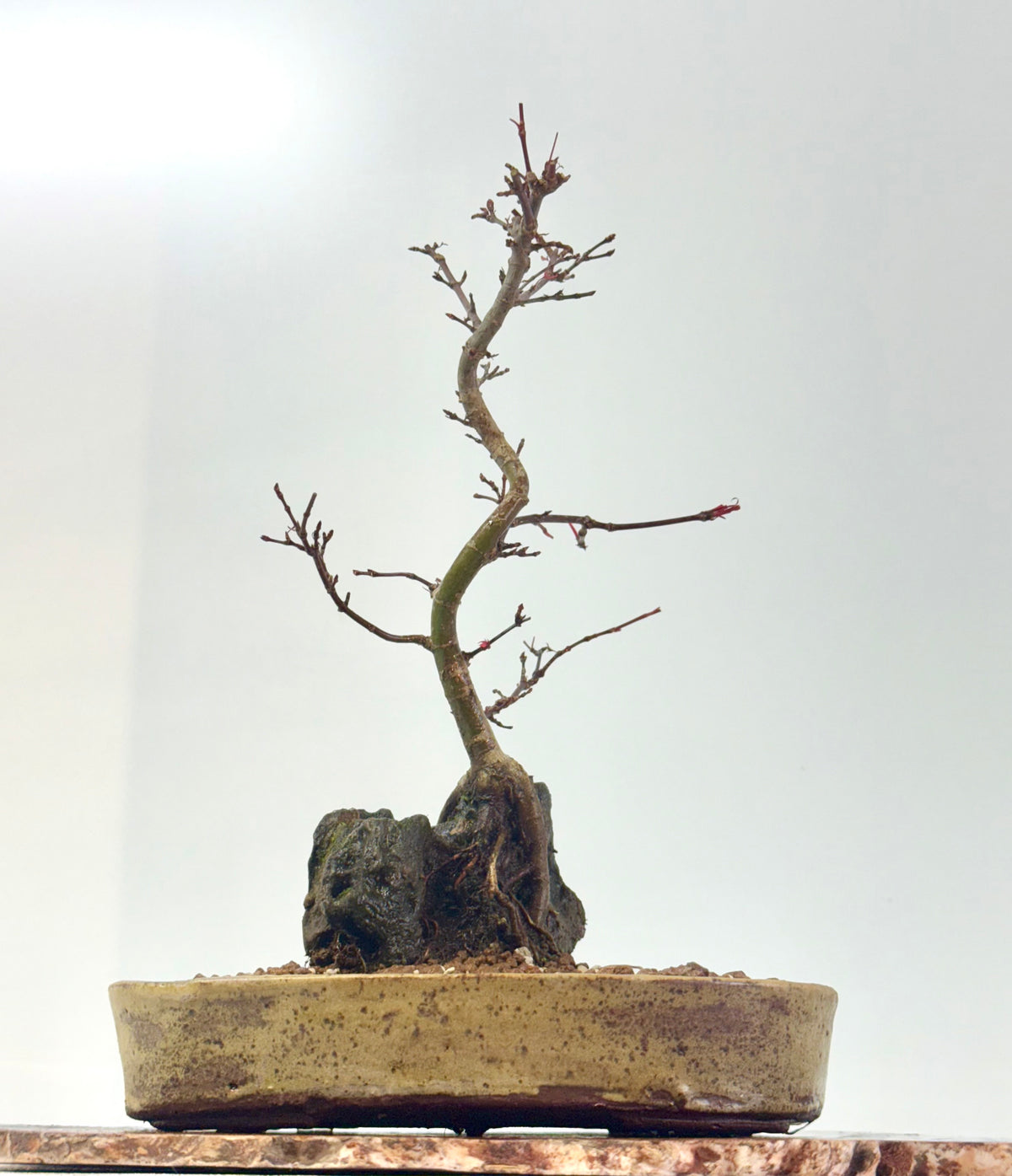 Kyno Ito Japanese Maple Bonsai – Root Over Rock (Copy)