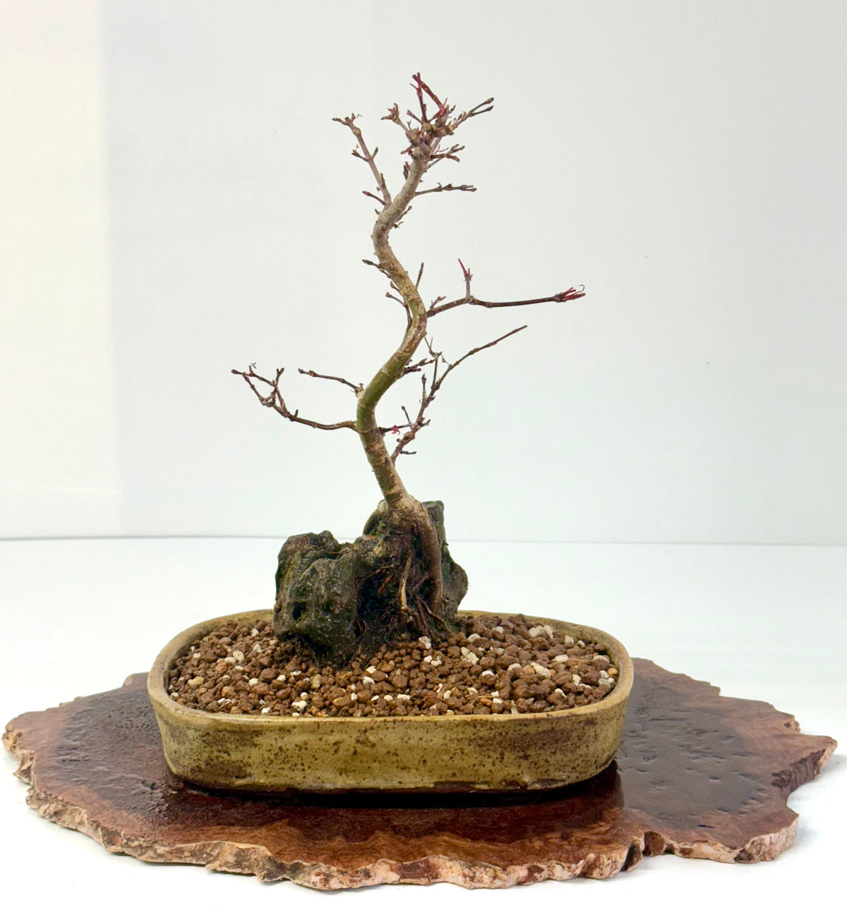 Kyno Ito Japanese Maple Bonsai – Root Over Rock (Copy)