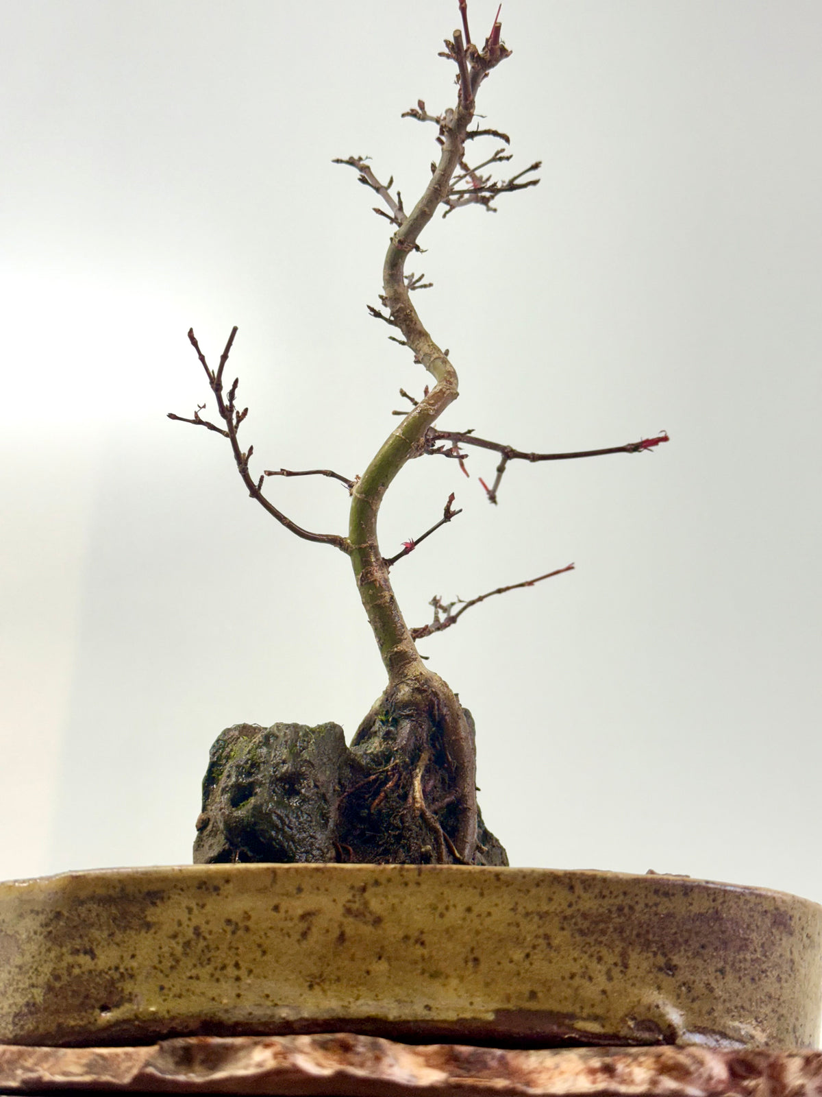 Kyno Ito Japanese Maple Bonsai – Root Over Rock (Copy)
