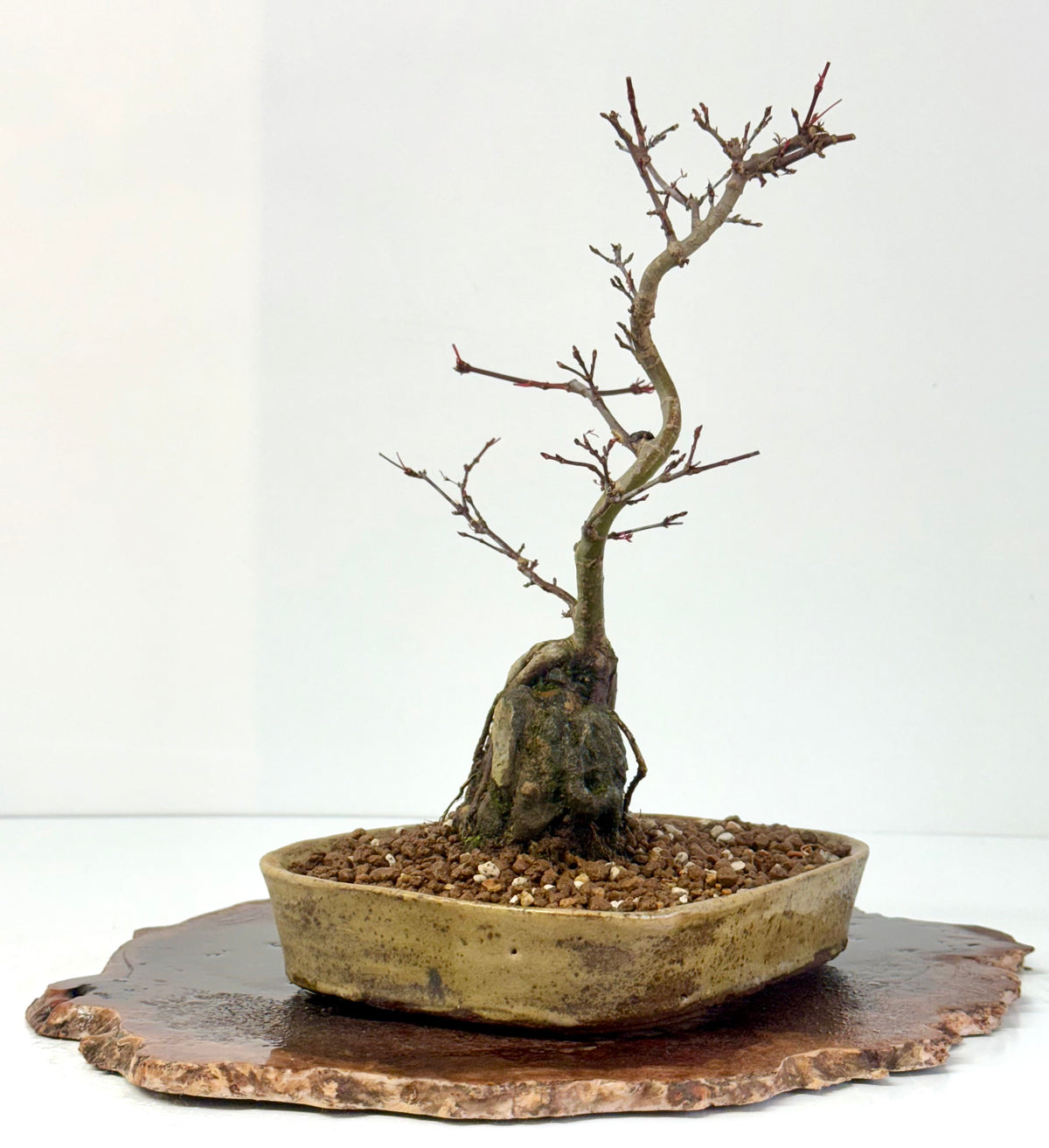 Kyno Ito Japanese Maple Bonsai – Root Over Rock (Copy)