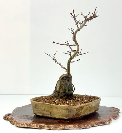 Kyno Ito Japanese Maple Bonsai – Root Over Rock (Copy)