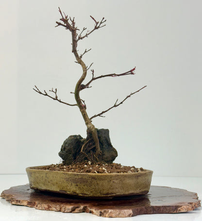 Kyno Ito Japanese Maple Bonsai – Root Over Rock (Copy)
