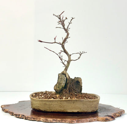 Kyno Ito Japanese Maple Bonsai – Root Over Rock (Copy)