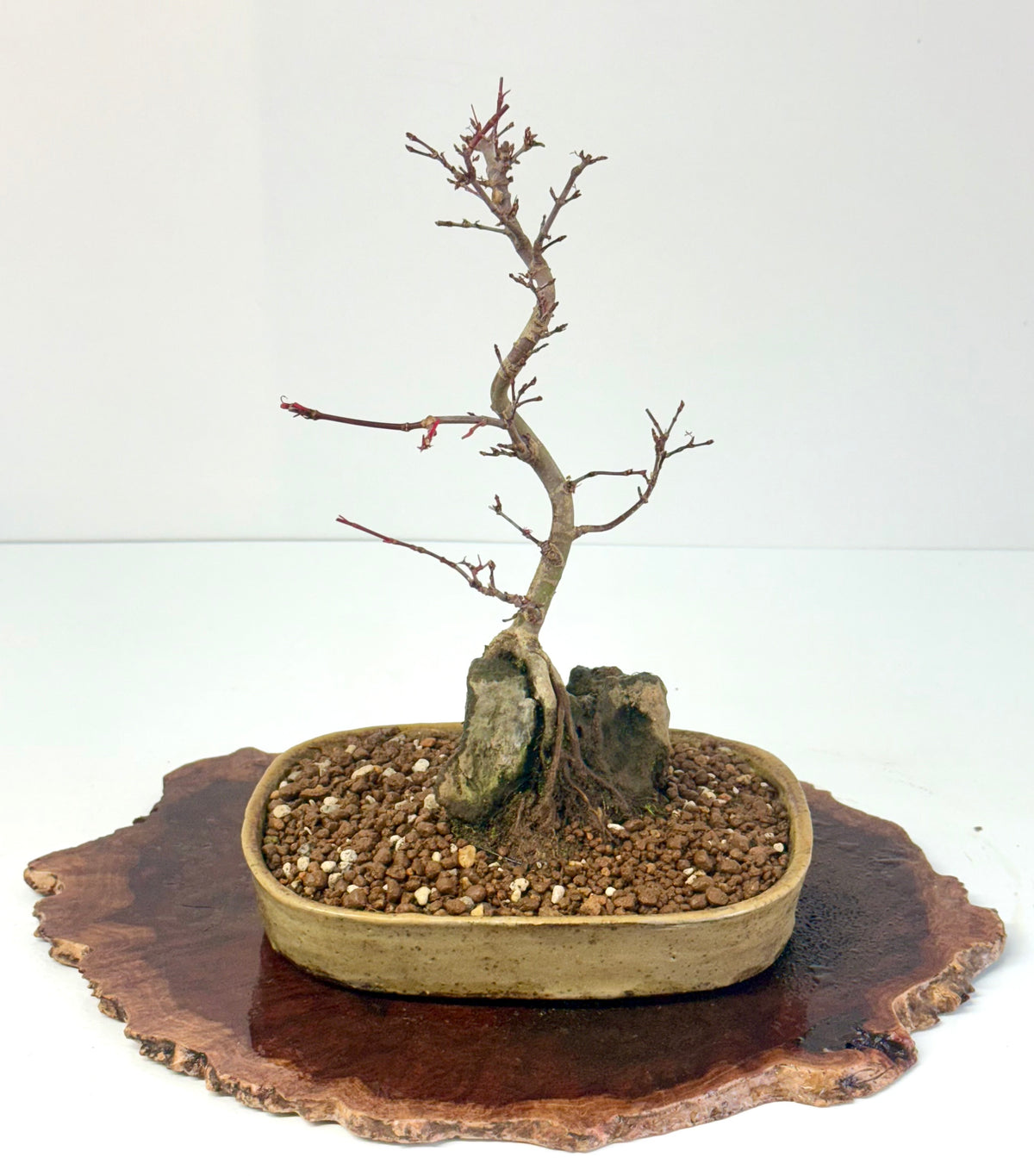 Kyno Ito Japanese Maple Bonsai – Root Over Rock (Copy)