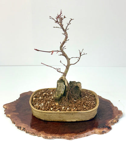 Kyno Ito Japanese Maple Bonsai – Root Over Rock (Copy)
