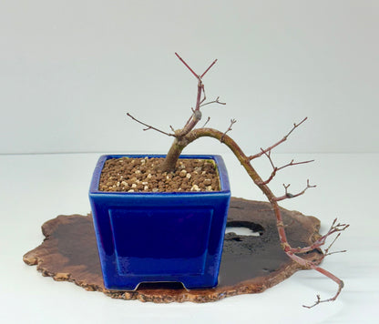 Cascade Acer Palmatum Deshojo Maple